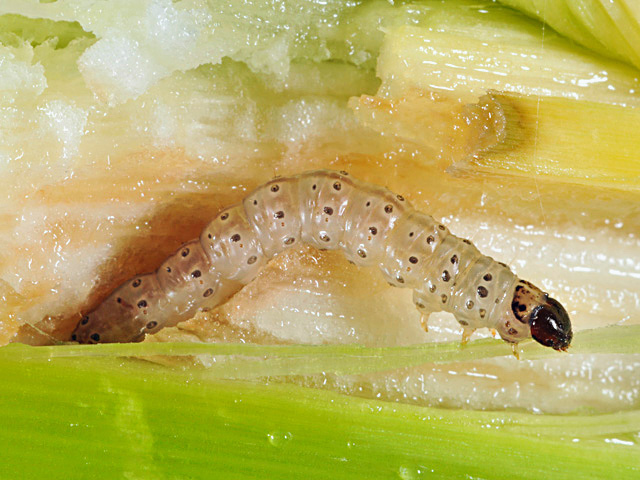 Scientists have confirmed Bt-resistant European corn borer populations in the Maritimes region of Canada. The insects are fully resistant to Cry1F, the Herculex I trait, Image courtesy of Purdue University